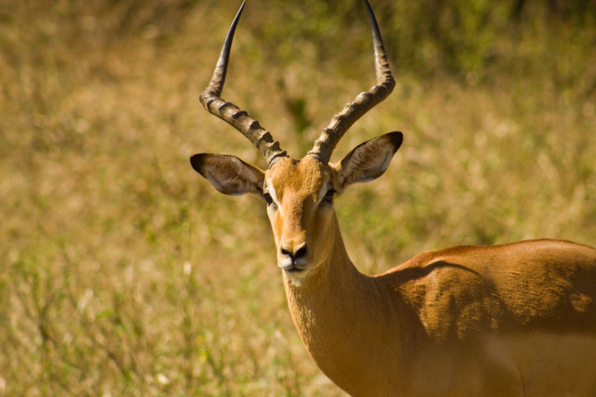 Antelope – What Does It Taste Like? Should I Eat It?
