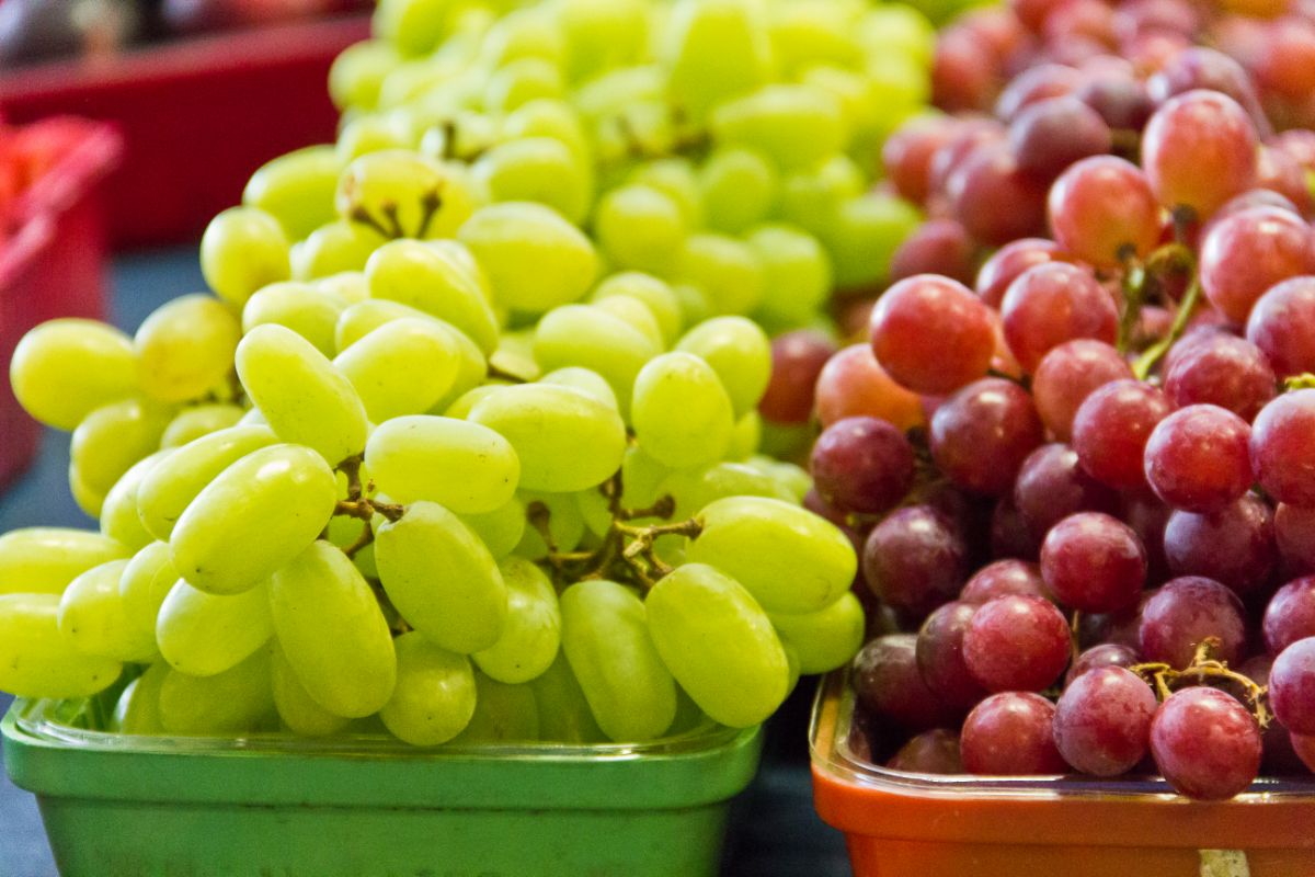 Are Grapes A Kind Of Citrus Fruit?