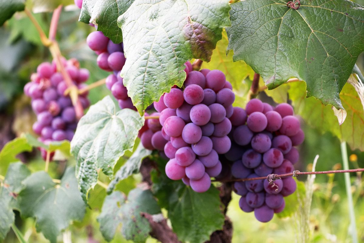 Are Grapes A Kind Of Citrus Fruit?