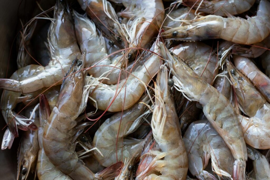 Are Shrimp Considered Fish? - Explained - Eat Kanga