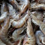 Are Shrimp Considered Fish - Explained