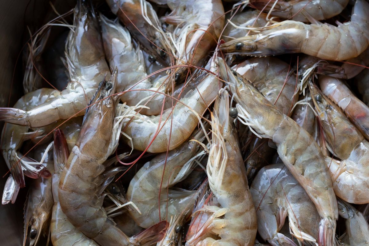 Are Shrimp Considered Fish - Explained