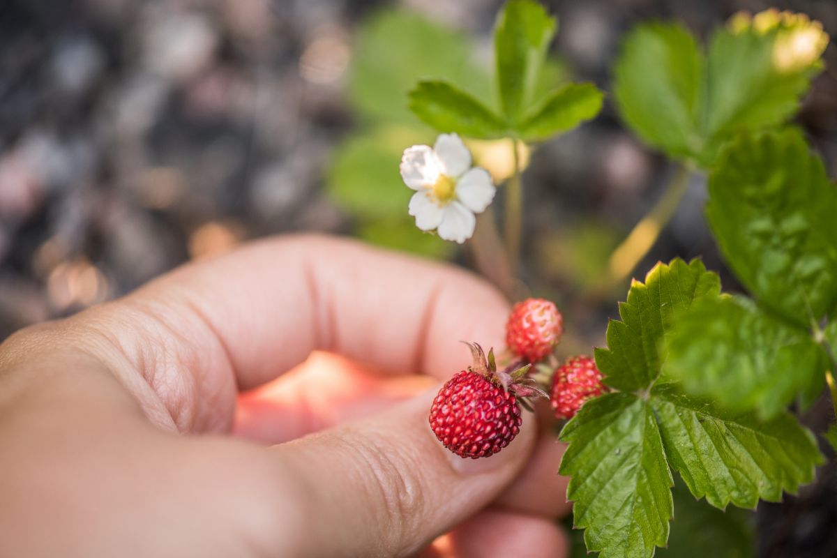 Are Wild Strawberries Safe To Eat? And How To Identify Them?