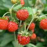 Are Wild Strawberries Safe To Eat? And How To Identify Them?