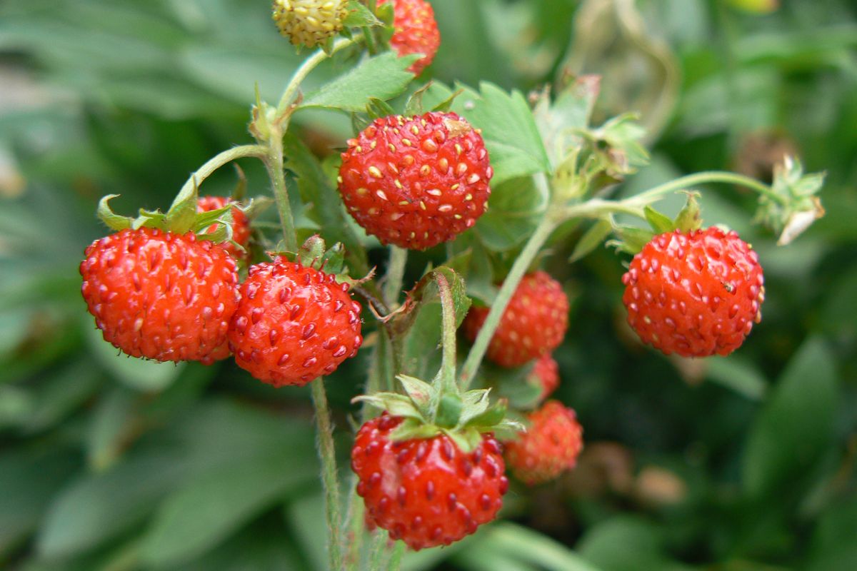 Are Wild Strawberries Safe To Eat? And How To Identify Them?