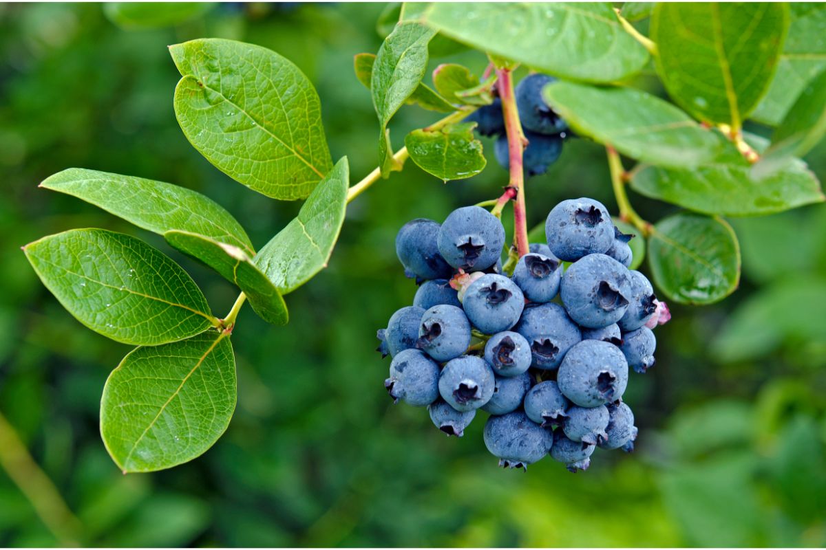Blueberries: Do They Have Seeds & How To Extract Them