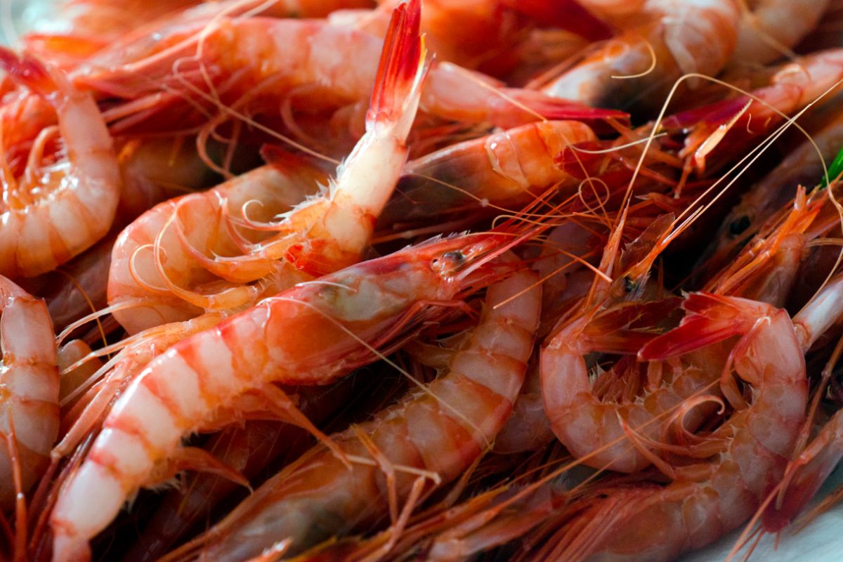Can Shrimp Be Refrozen After Defrosting?