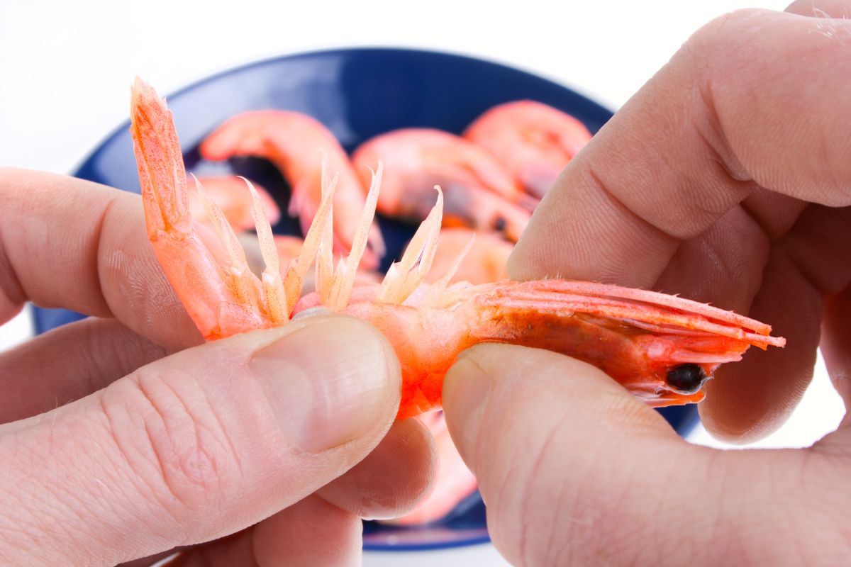 Can You Eat Shrimp Tails? Health Benefits From Eating Them Eat Kanga