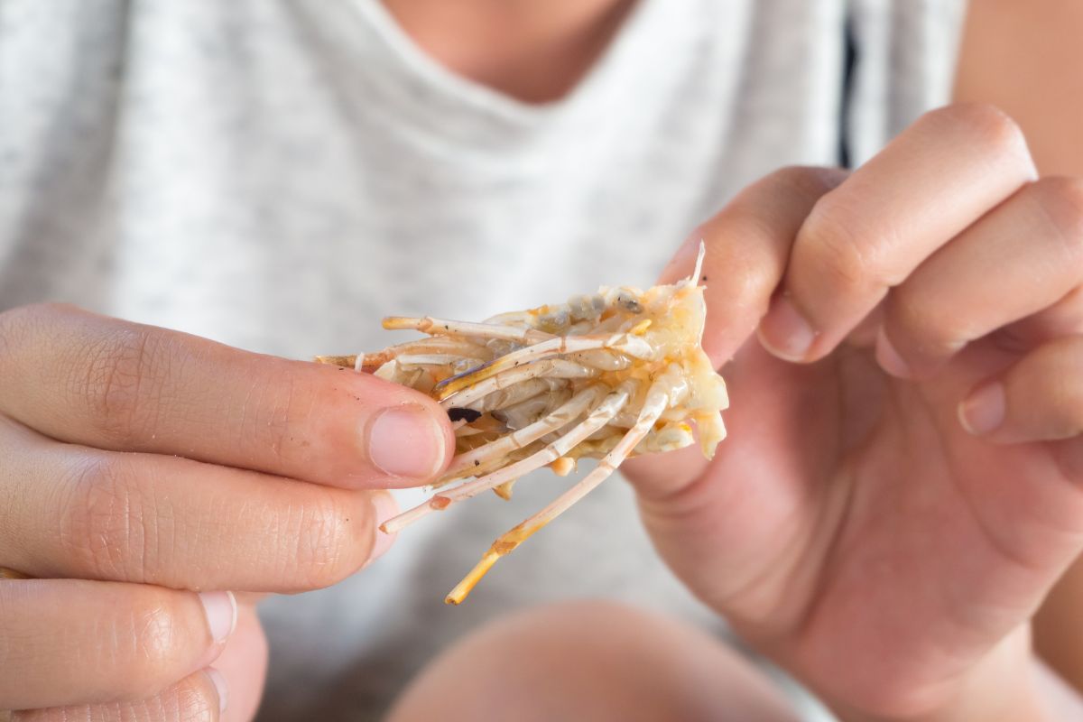 Can You Eat Shrimp Tails Health Benefits From Eating Them