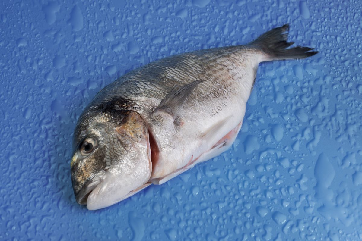 Exactly How Long Can Fish Stay In The Fridge After It's Thawed?