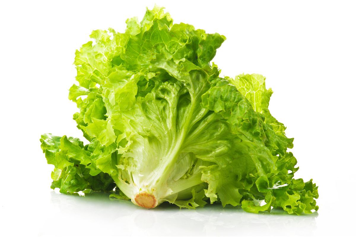 How Long Will Lettuce Stay Fresh When Left Out Of The Refrigerator