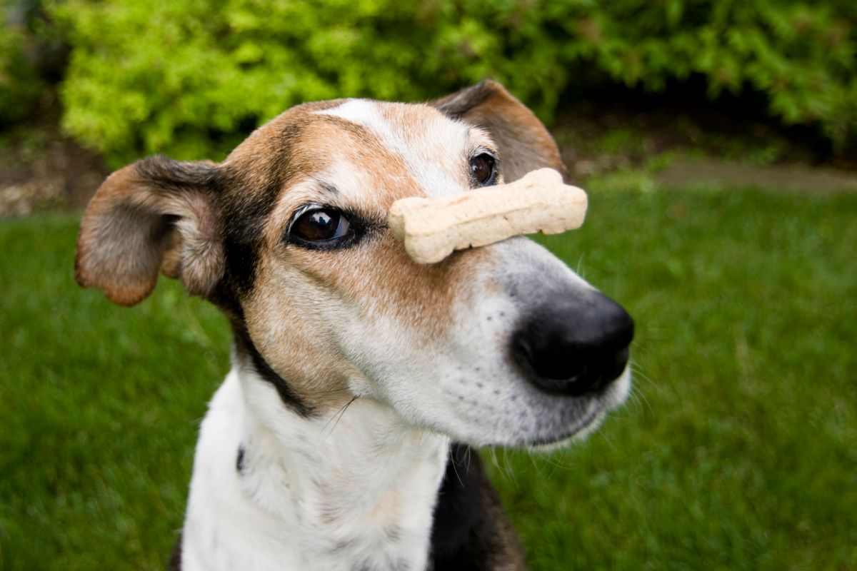 How To Make Tasty 3 Ingredient Banana Dog Treats (1)