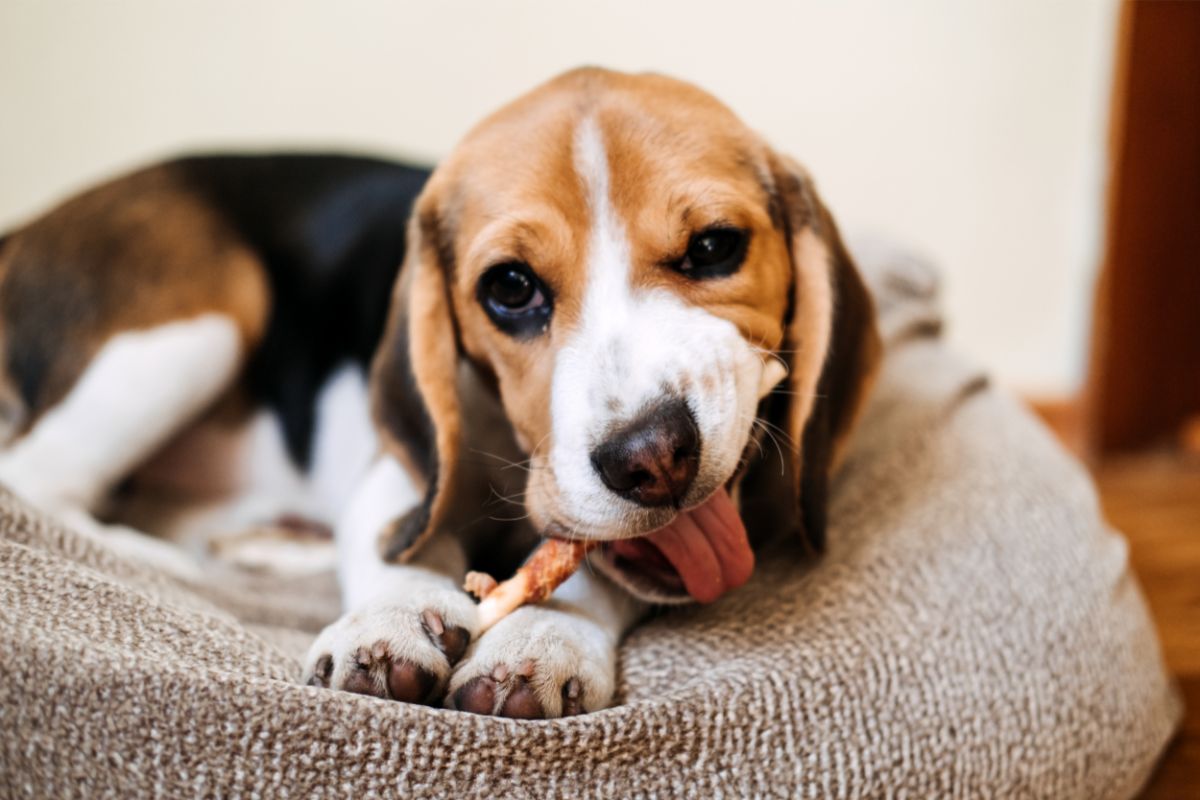 How To Make Tasty 3 Ingredient Banana Dog Treats