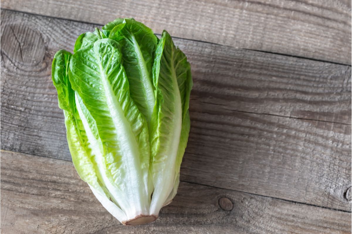 Romaine Lettuce