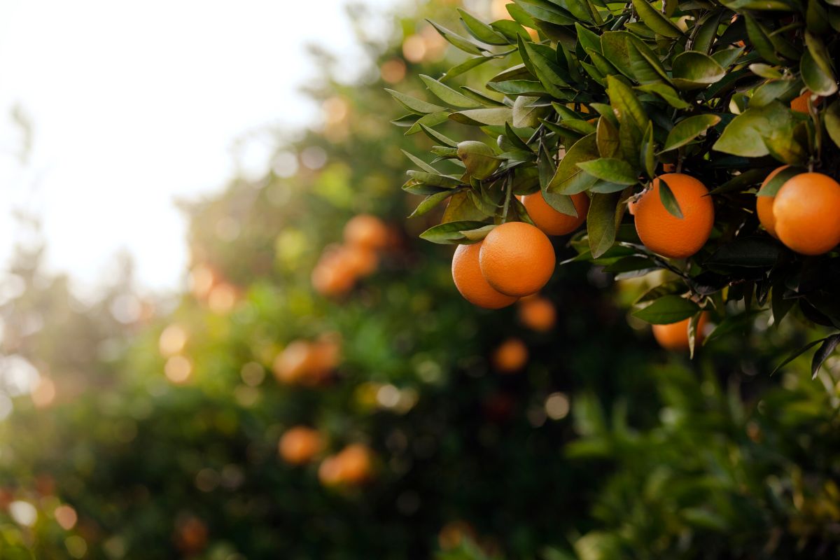 Seedless Oranges Vs. Oranges With Seeds: What’s The Difference?