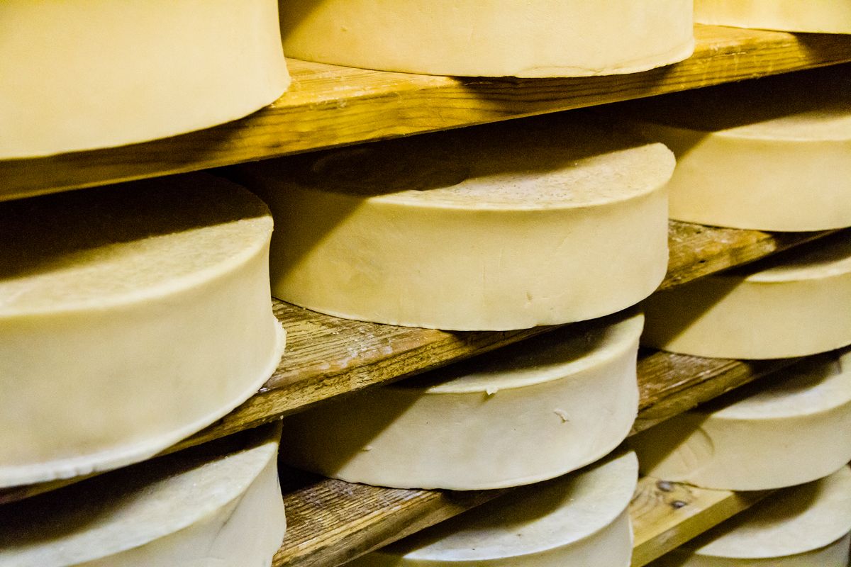 What Does Fontina Cheese Taste Like? All You Need To Know!
