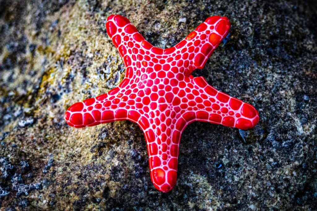 What Does Starfish Taste Like The Ultimate Guide To Starfish 