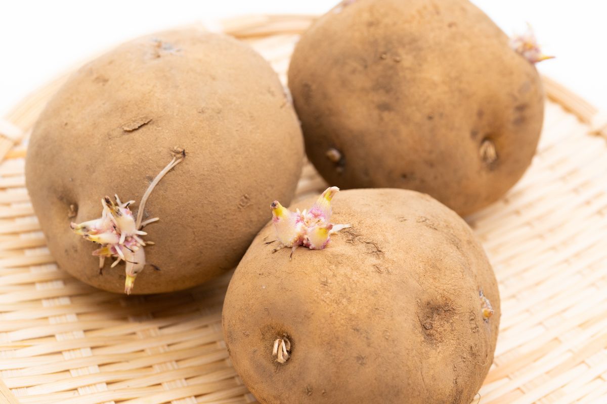 Can You Eat Sprouted Potatoes?