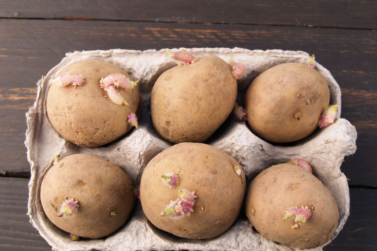 Can You Eat Sprouted Potatoes?