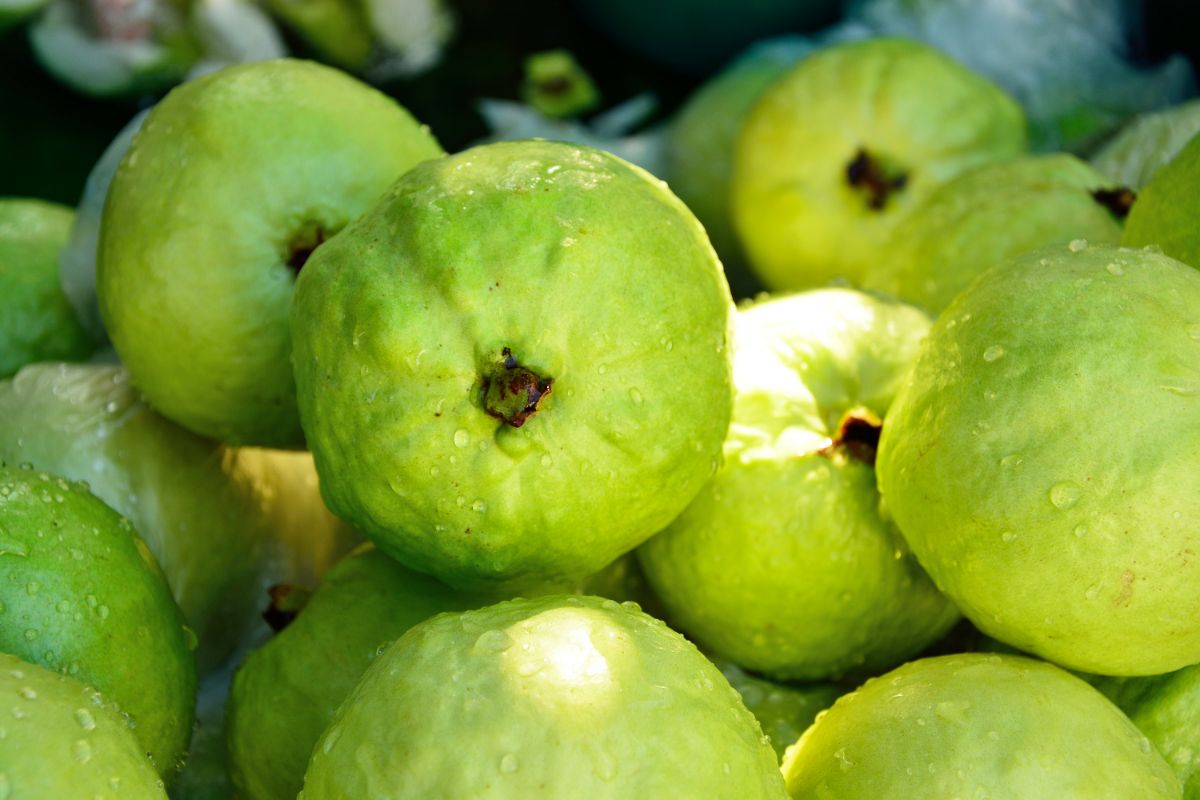 How To Eat Guava (1)