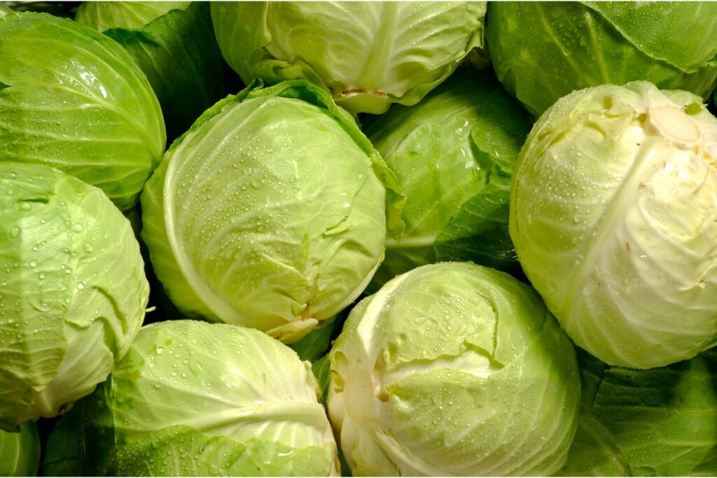 Tips For Selecting Cabbages