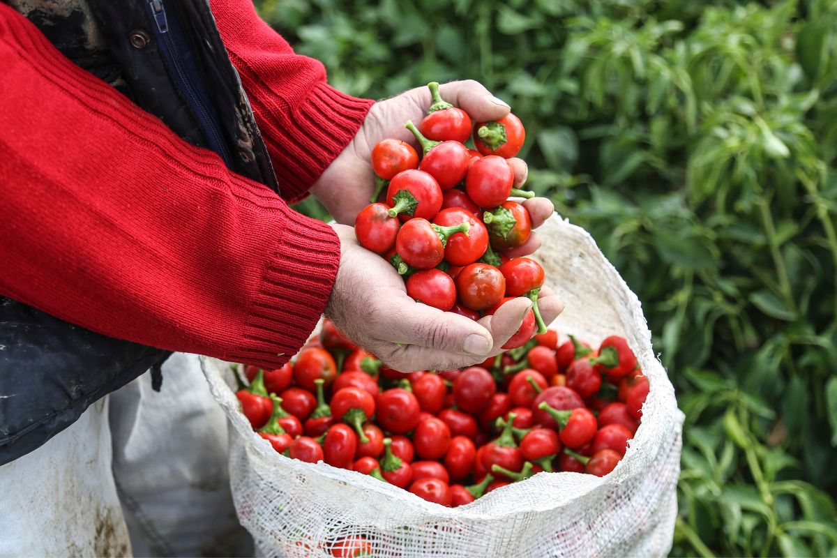 What Is A Pimento?