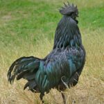 What-Is-Black-Chicken-1