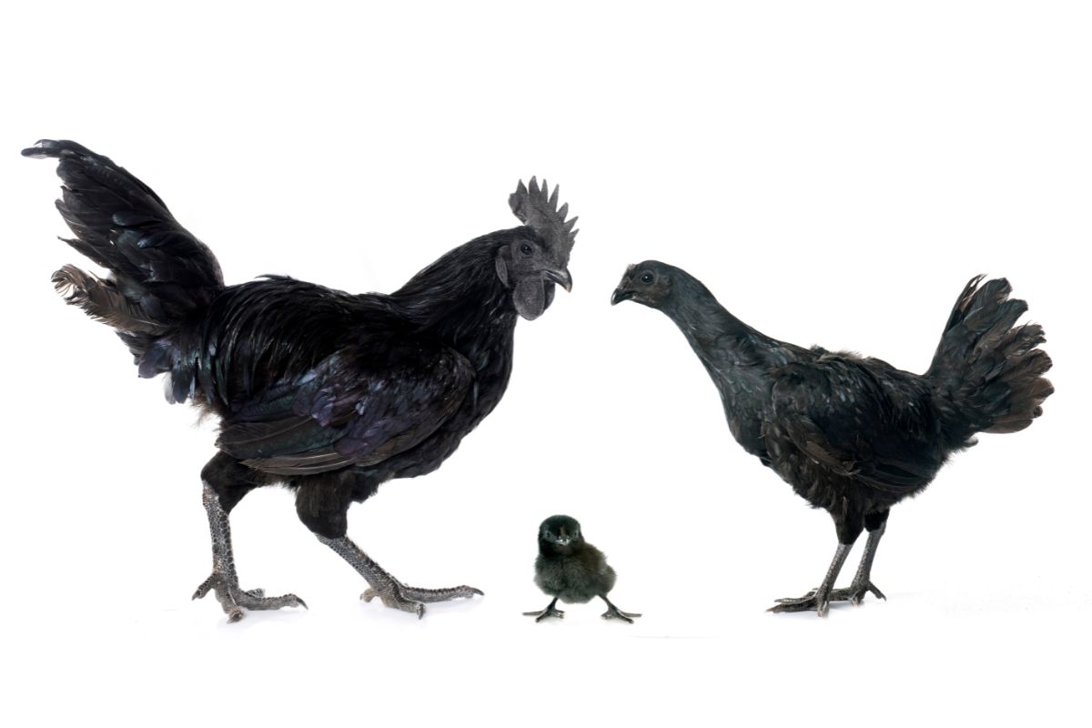 What-Is-Black-Chicken